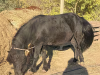 Жребец, Коне — снимка 3