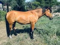 مادیان, اسب — عکس 2
