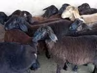 Vædder, Hissar sheep — foto 4
