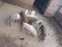 Babi jantan, Pigs — foto 3