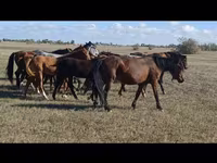 ม้าตัวเมีย, Kazakh horse — รูปภาพ 5