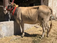 Կով, Ջերսի ցեղատեսակ — լուսանկար 2