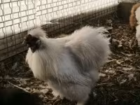 Silkie — foto 1
