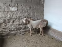 Dume la kondoo, Arashan sheep — picha 8