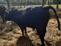 Toro, Aberdeen Angus — foto 1