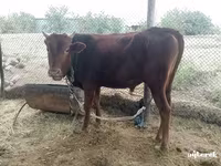 公牛, Cattle — 照片 1