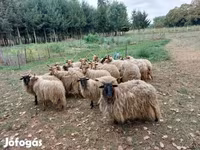 Owce (partia, płeć nieokreślona), Racka sheep — zdjęcie 2