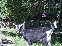 Capra, Alpine goat — foto 3
