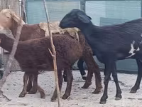Brebis, Moutons — photo 2