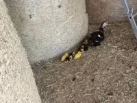 Ducks — акс 7