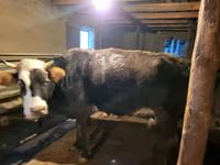 Kuh, Latvian Blue cattle — Foto 2