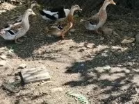 Ducks — photo 2