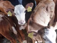 Boğa, Pinzgauer cattle — foto 1