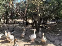Geese — عکس 5