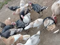 Turkeys — 写真 5