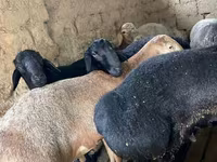 Pecore (lotto, sesso non specificato), Pecore — foto 3