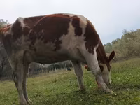 Krava, Simmental cattle — foto 1