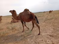 شتر ماده, شتر — عکس 1