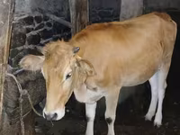 ላም, Wild yak — ፎቶ 2