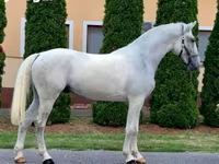 Hingst, Heste — foto 3