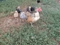 Chickens — تصویر 2
