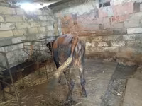 گاو و گوساله (گروه، جنسیت مشخص نشده), گاو — عکس 3