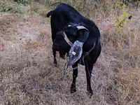 Buk, Nubian Goat — foto 2