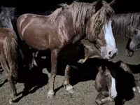 Cavallo, Kazakh horse — foto 7
