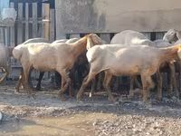 암양, Arashan sheep — 사진 7