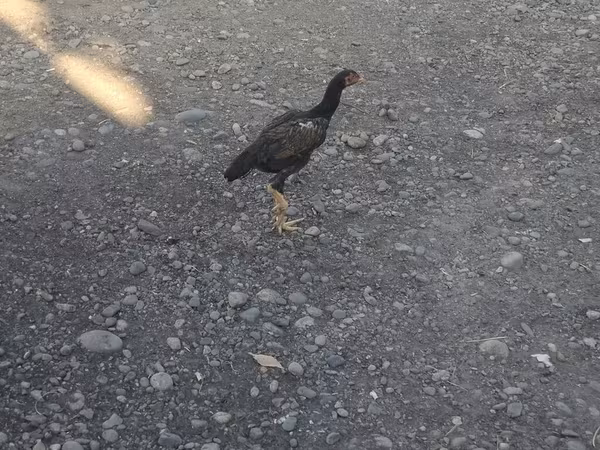 Chickens