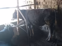 Bik, Russian Black pied cattle — fotografija 1