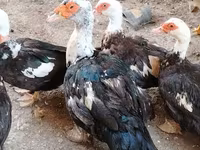 Ducks — foto 2