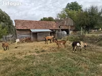 Kambing betina, Goats — foto 7