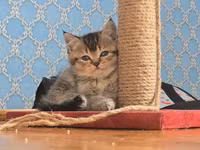 Cırmaqlama dirəyi və oyun platforması - Material: qalın sisal iplə — عکس 3