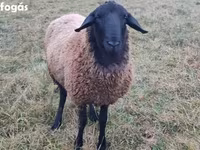 Bagge, Racka sheep — foto 1