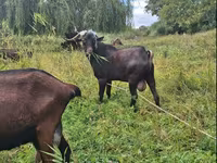 Buk, Murcia-Granada goats — foto 2