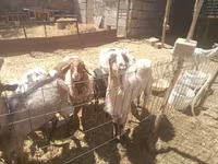 Billy Goat, Goats — photo 3