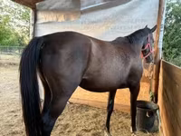 Cavalla, Nonius horse — foto 3