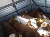 Bik, Simmental cattle — fotografija 4