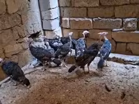 برنزی — عکس 1