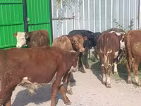 Toro, Bovini — foto 8