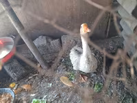 Geese — foto 7