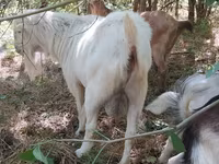 ወንድ ፍየል, LaMancha goats — ፎቶ 1
