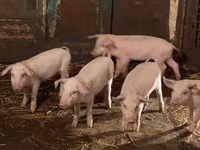 Porci (lot, sex nespecificat), Крупная белая — foto 1