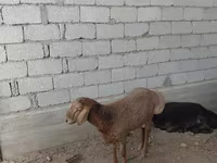 Овен, Овце — снимка 2