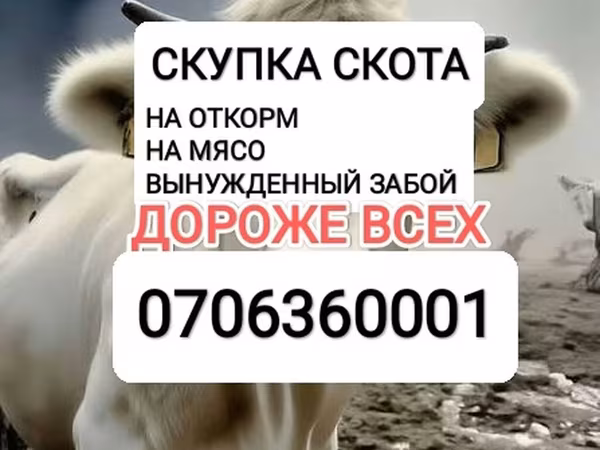 Говеда