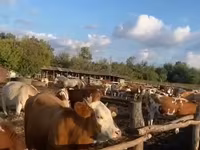 วัวตัวเมีย, Simmental cattle — รูปภาพ 1