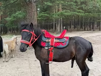 Жребец, Shetland Pony — снимка 2