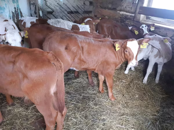 Lembu betina, Simmental cattle