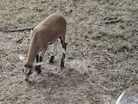 Pecora, Cameroon sheep — foto 5